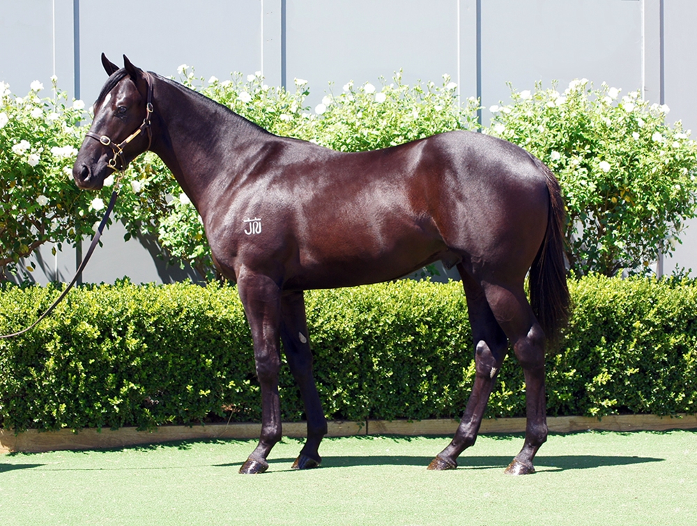 Diatonic (JPN) / Vida Rose (AUS) 2024 Colt - Image 1