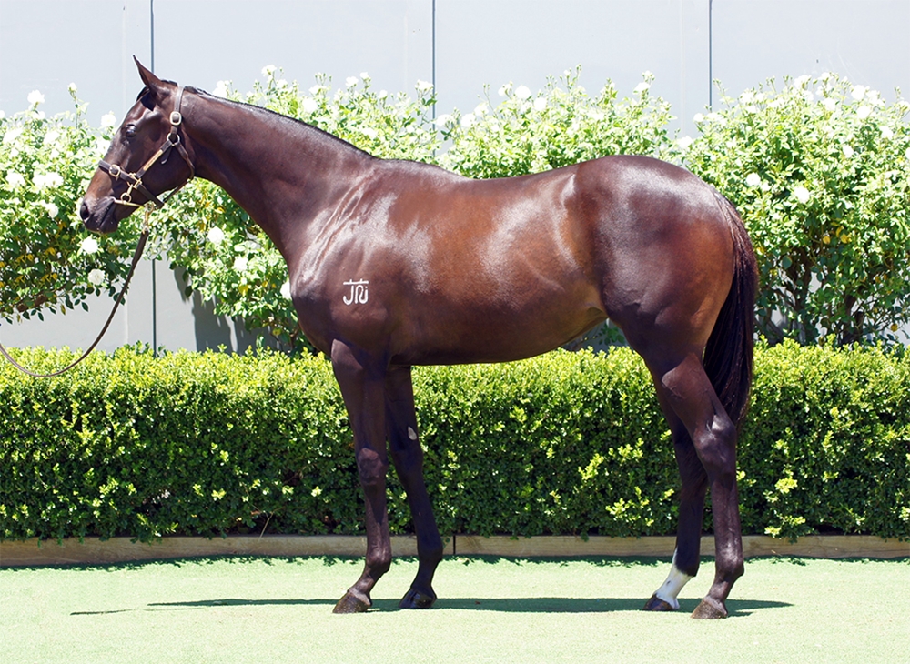 Best of Bordeaux (AUS) / Assertin Mischief (AUS) 2024 Filly - Image 1
