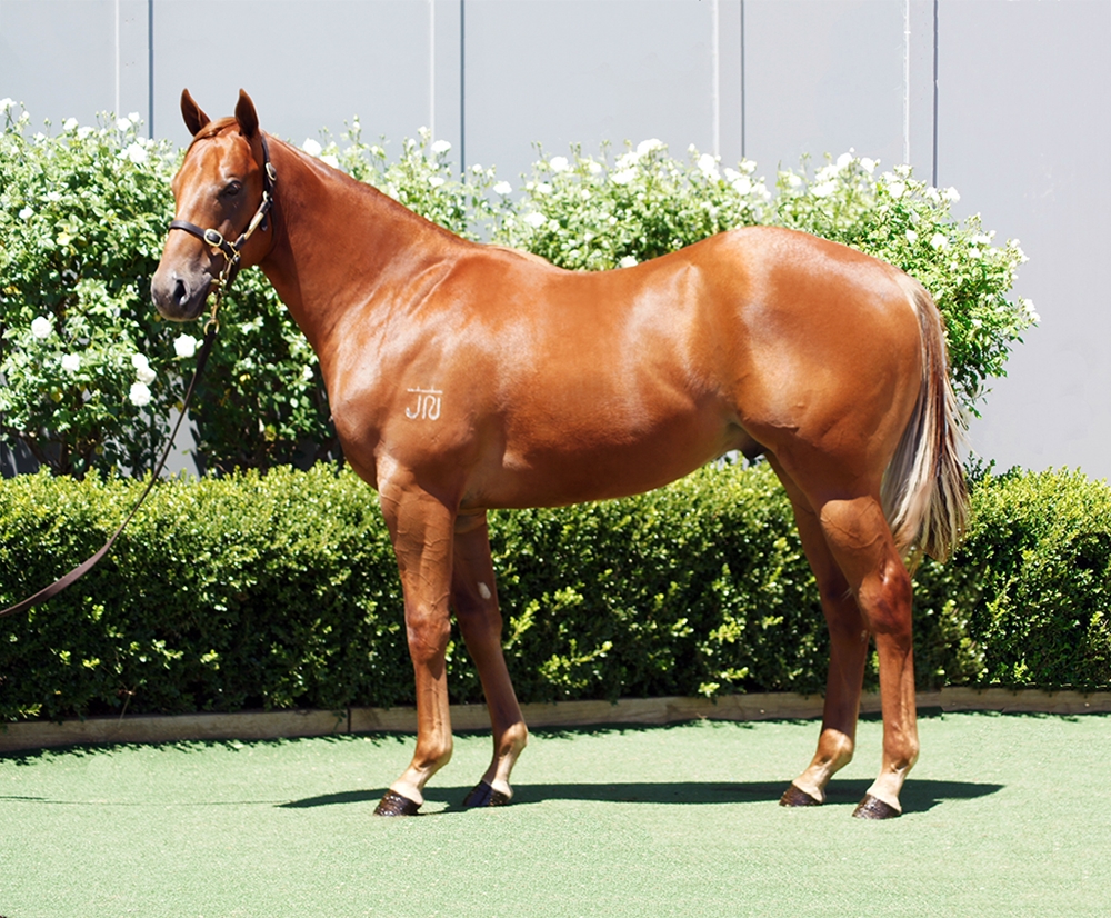 Best of Bordeaux (AUS) / Asteroidea (AUS) 2024 Colt - Image 1