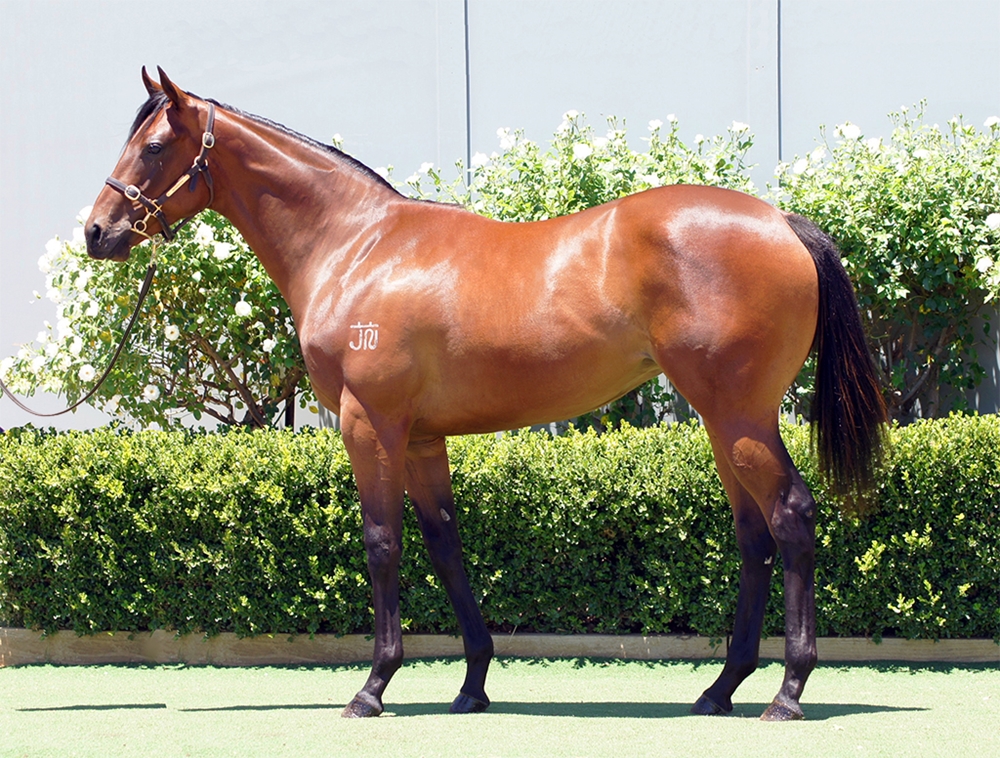 Best of Bordeaux (AUS) / Duchess Marizza (AUS) 2024 Filly - Image 1