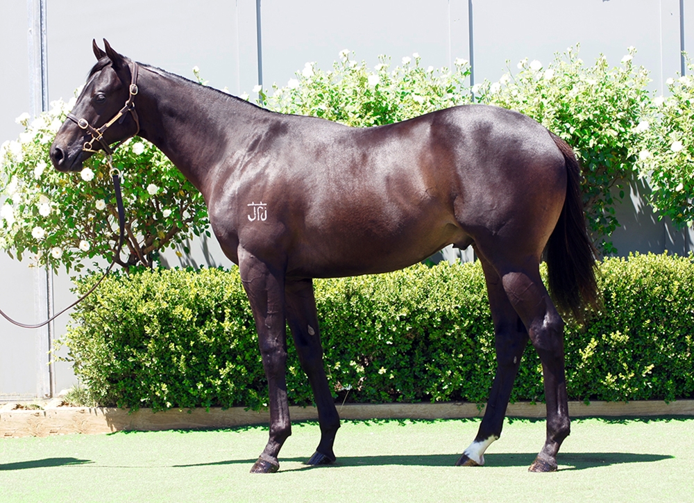 Yes Yes Yes (AUS) / Flirtare (AUS) 2024 Colt - Image 1