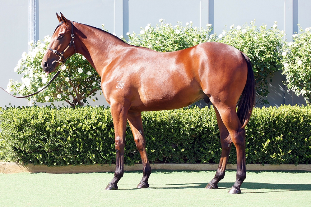 Profiteer (AUS) / Il Professionale (AUS) 2024 Colt - Image 1