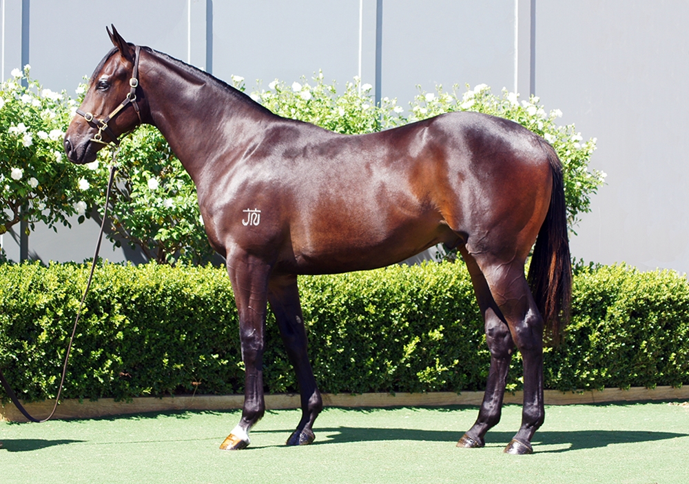 D'Argento (AUS) / Livia's Story (AUS) 2024 Colt - Image 1