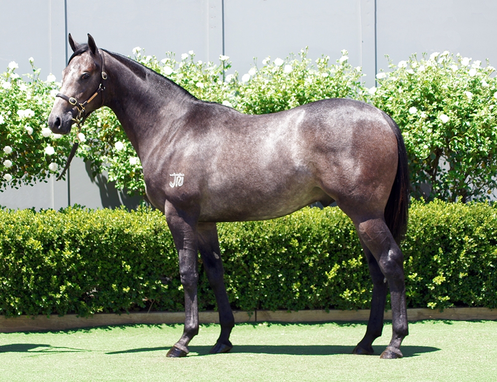 D'Argento (AUS) / Nervous Nellie (AUS) 2024 Colt - Image 1