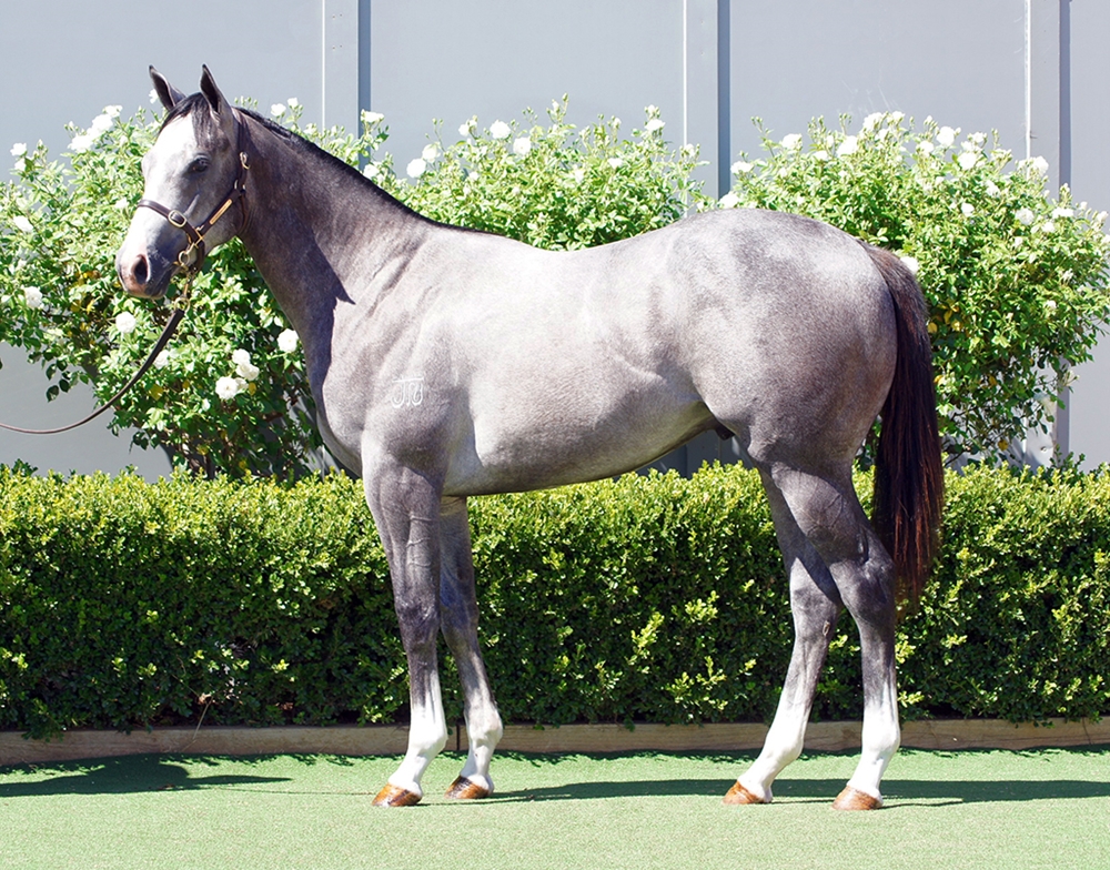 D'Argento (AUS) / Sadler's Wish (AUS) 2024 Colt - Image 1