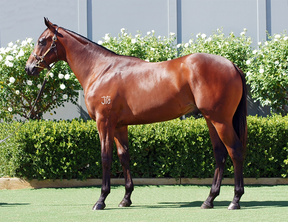 Tiger of Malay (AUS) / San Telmos Fire (AUS) 2024 Colt - Image 1