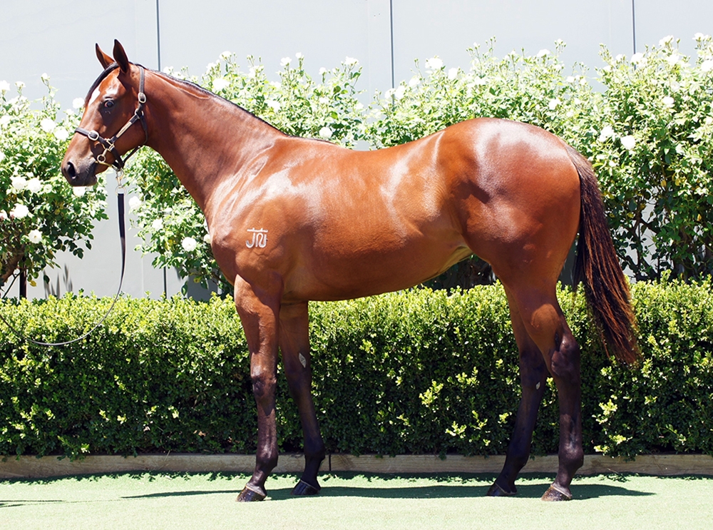 Profiteer (AUS) / She's a Storm (AUS) 2024 Filly - Image 1