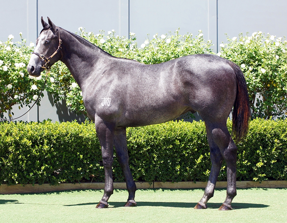 D'Argento (AUS) / Sweet Distraction (AUS) 2024 Colt - Image 1