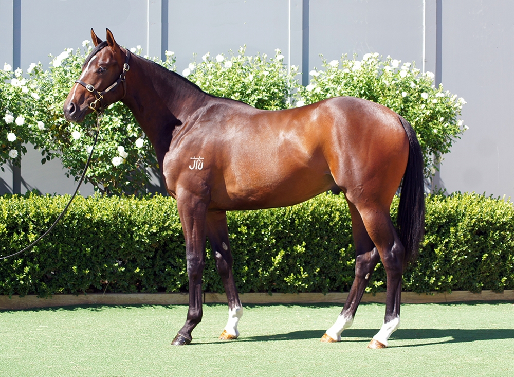 Best of Bordeaux (AUS) / Triumphant Miss (AUS) 2024 Colt - Image 1