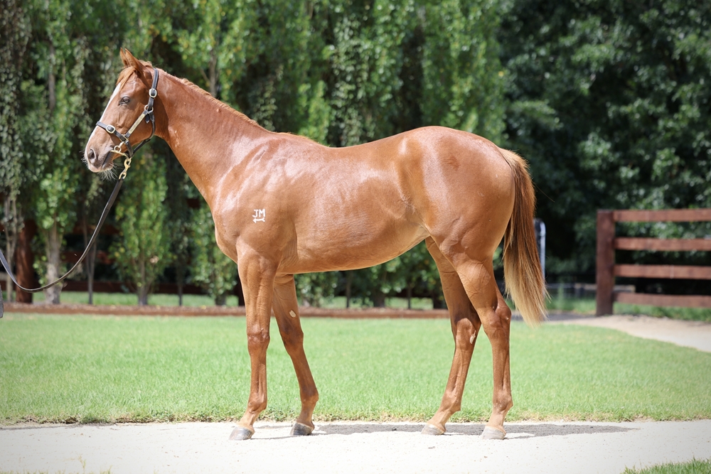 Justify (USA) / Cinderella (AUS) 2024 Filly - Image 1