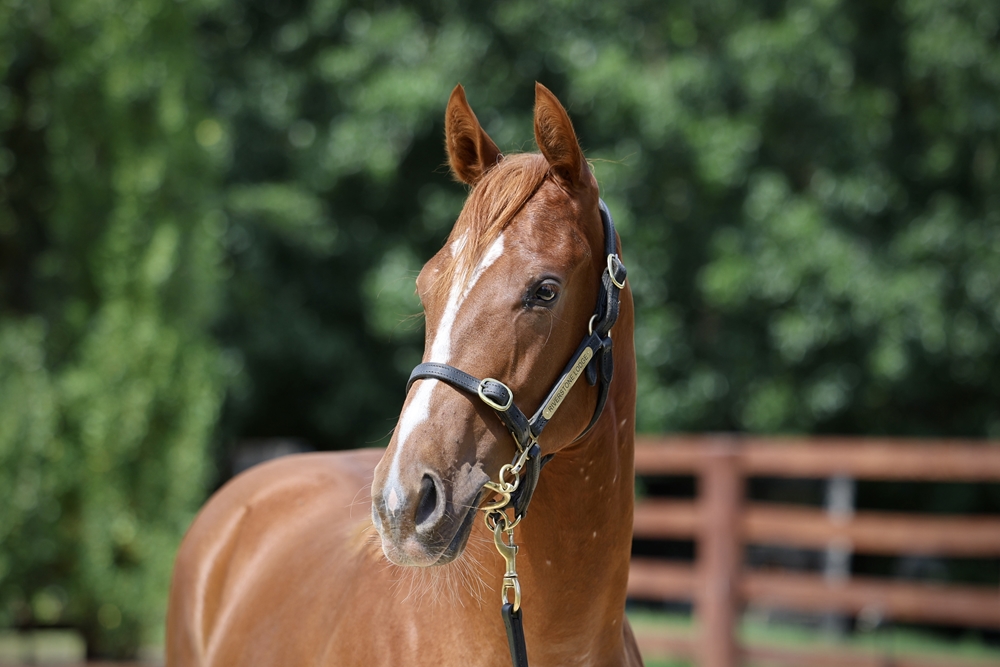 Justify (USA) / Cinderella (AUS) 2024 Filly - Image 2
