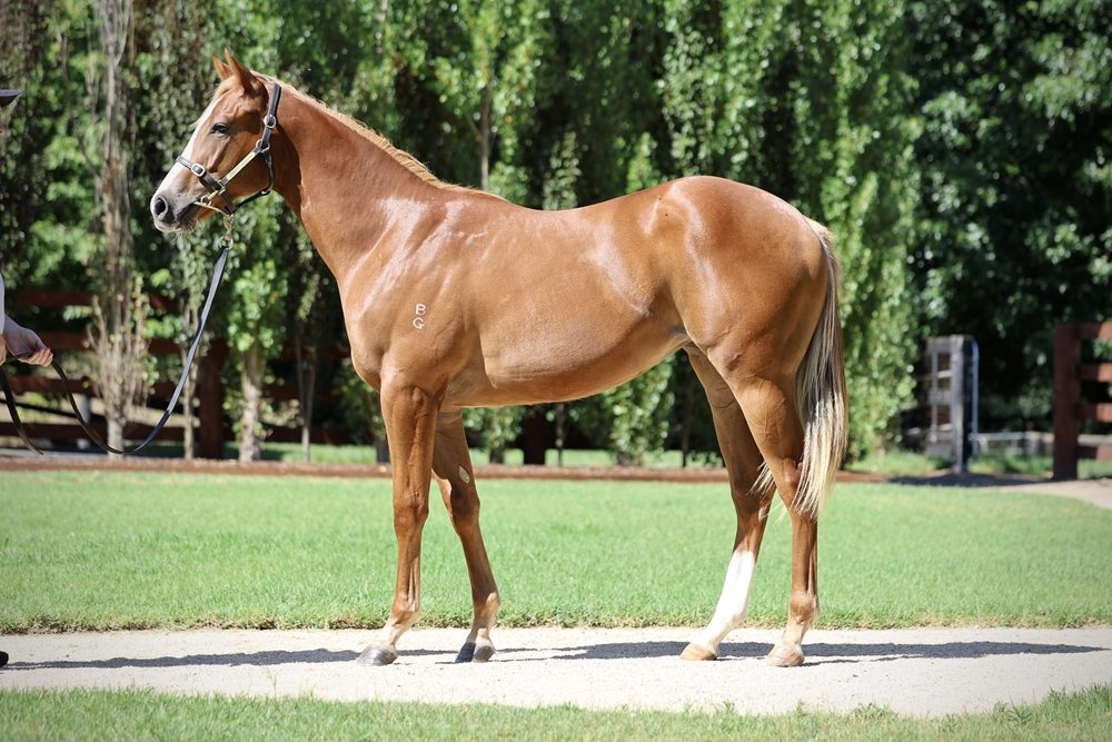 Sejardan (AUS) / Cinzia (AUS) 2024 Filly - Image 1