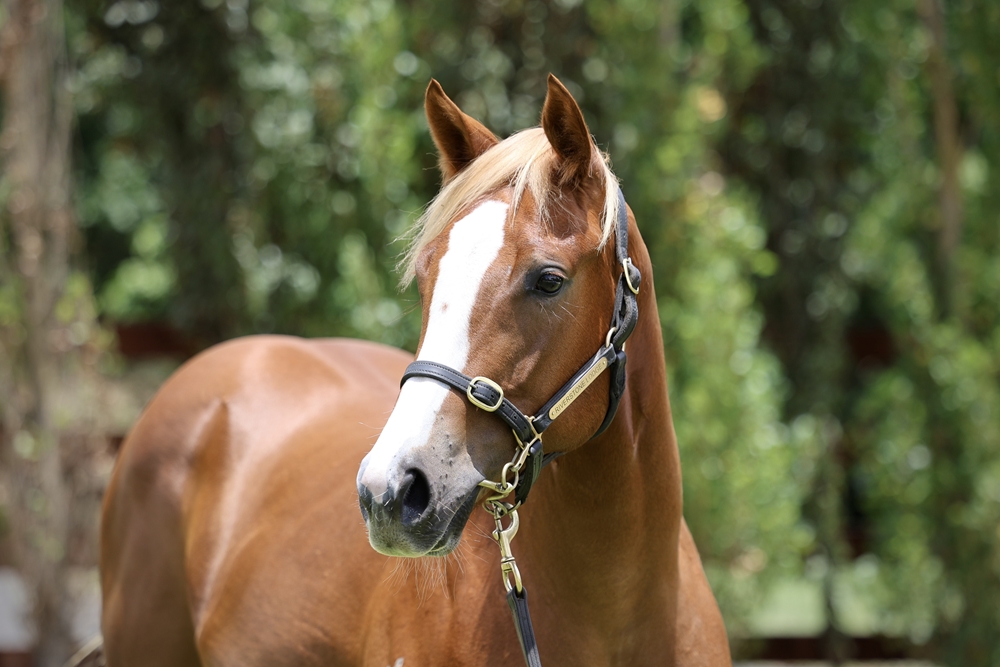 Sejardan (AUS) / Cinzia (AUS) 2024 Filly - Image 2