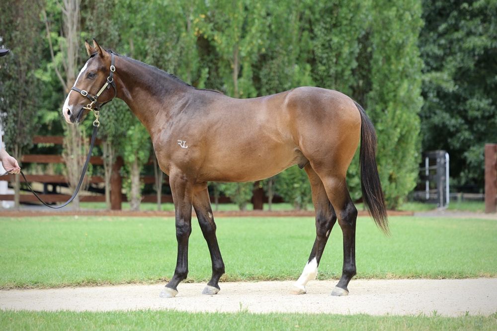 Justify (USA) / Cliff's Art (IRE) 2024 Colt - Image 1