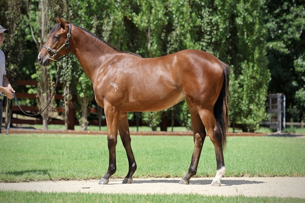 Justify (USA) / Danalicious (AUS) 2024 Filly - Image 1