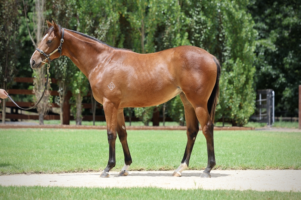 Farnan (AUS) / Got to be a Dream (AUS) 2024 Filly - Image 1