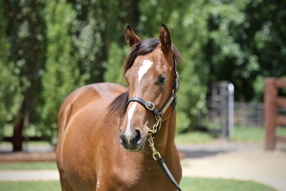 Farnan (AUS) / Got to be a Dream (AUS) 2024 Filly - Image 2