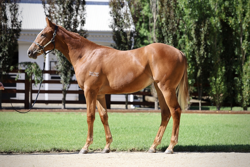 Ole Kirk (AUS) / Jest Excel (AUS) 2024 Filly - Image 1