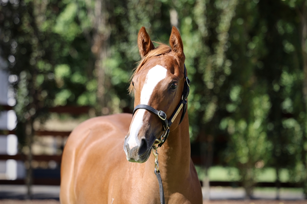 Ole Kirk (AUS) / Jest Excel (AUS) 2024 Filly - Image 2