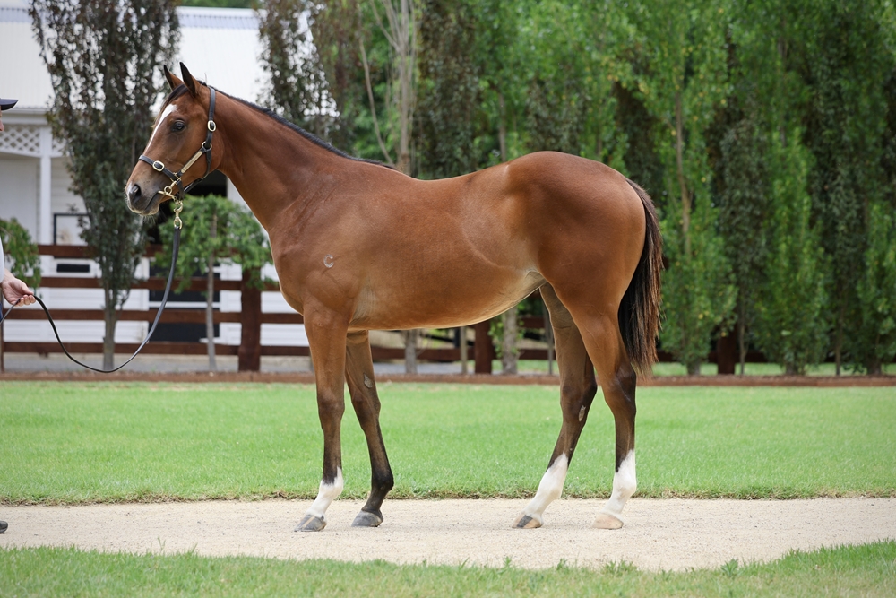 Home Affairs (AUS) / Kings Iris (AUS) 2024 Filly - Image 1