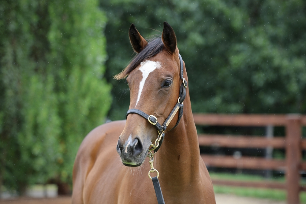 Home Affairs (AUS) / Kings Iris (AUS) 2024 Filly - Image 2