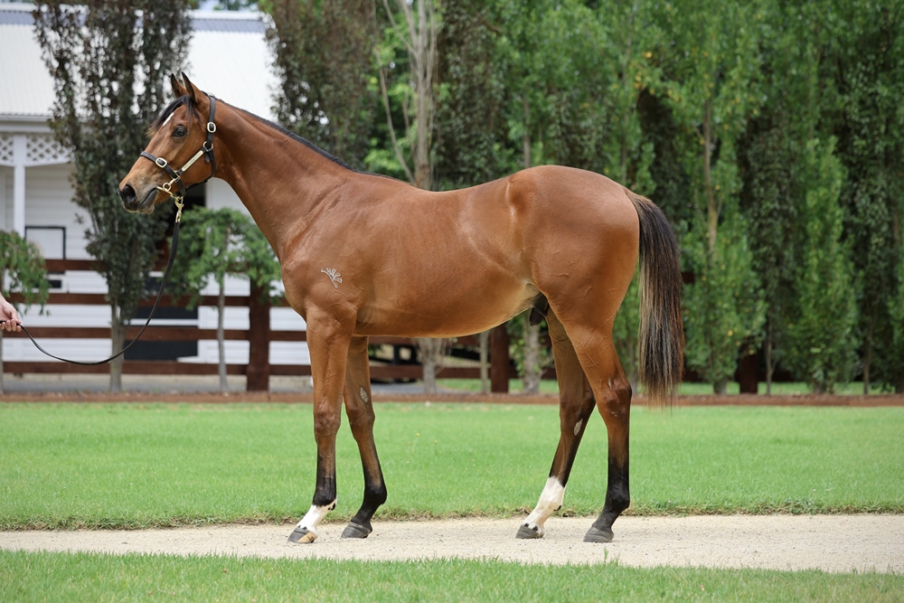 Home Affairs (AUS) / Kononkop (ARG) 2024 Colt - Image 1