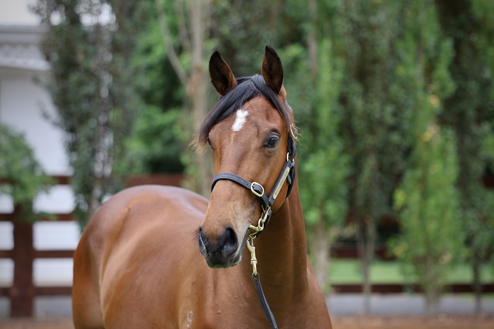 Home Affairs (AUS) / Kononkop (ARG) 2024 Colt - Image 2