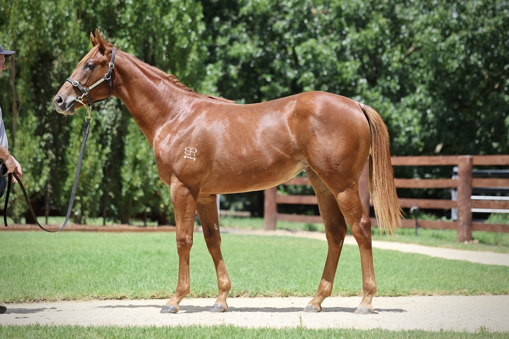 Stay Inside (AUS) / Mixed Emotions (AUS) 2024 Filly - Image 1