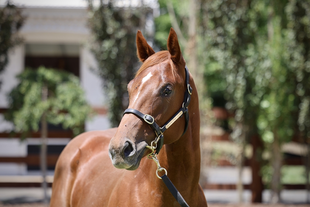 Stay Inside (AUS) / Mixed Emotions (AUS) 2024 Filly - Image 2