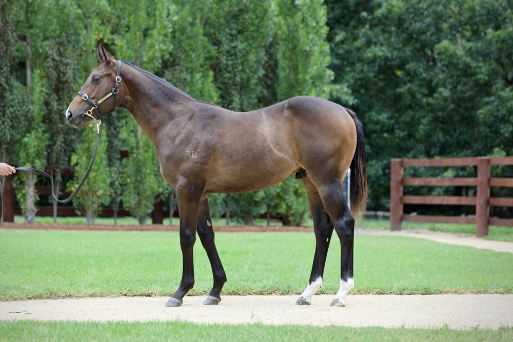 Zoustar (AUS) / Roaring Miss (AUS) 2024 Colt - Image 1