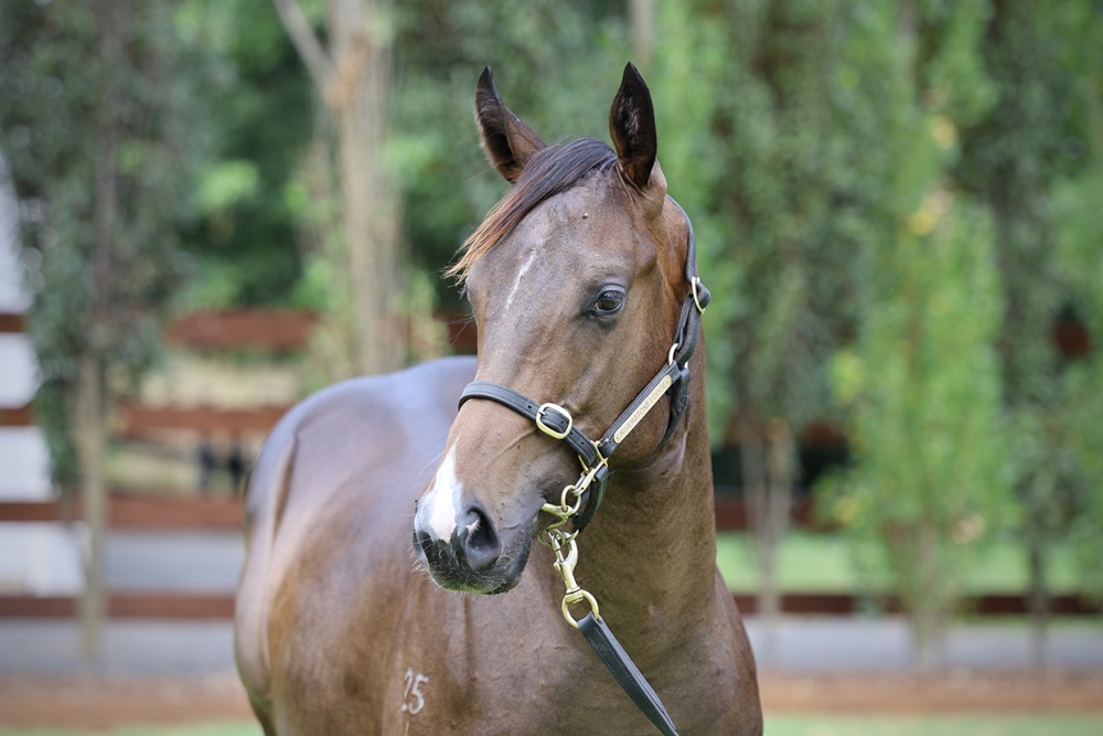 Zoustar (AUS) / Roaring Miss (AUS) 2024 Colt - Image 2