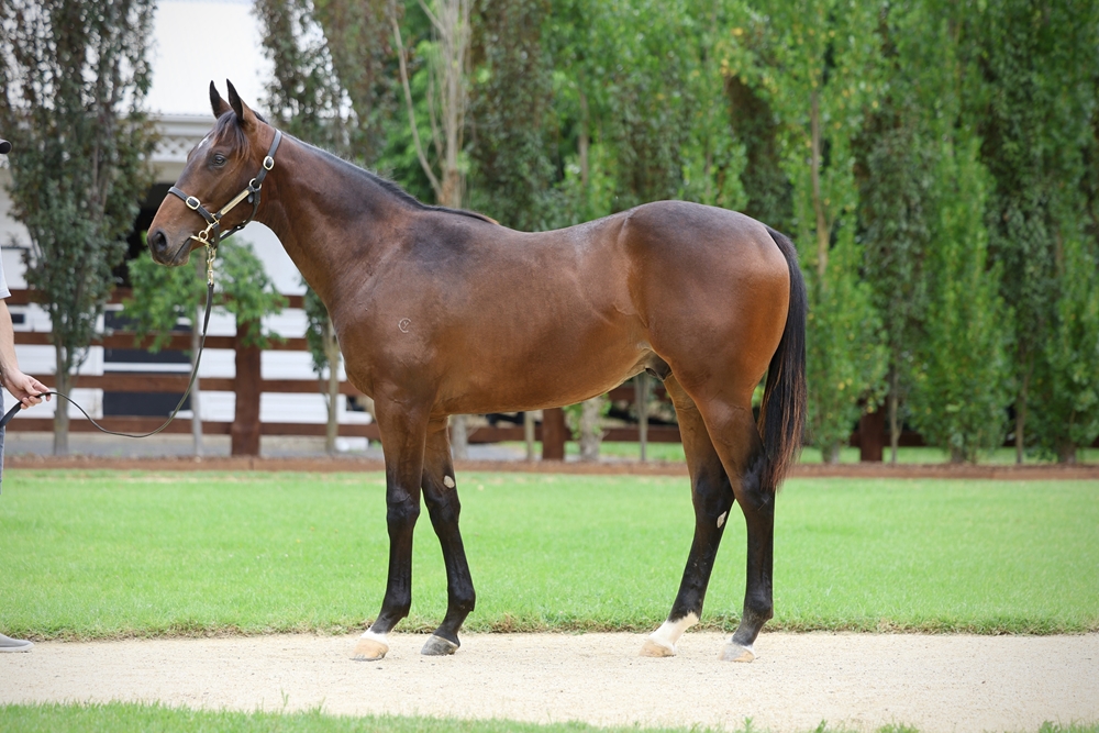 Blue Point (IRE) / Sistonic (AUS) 2024 Colt - Image 1