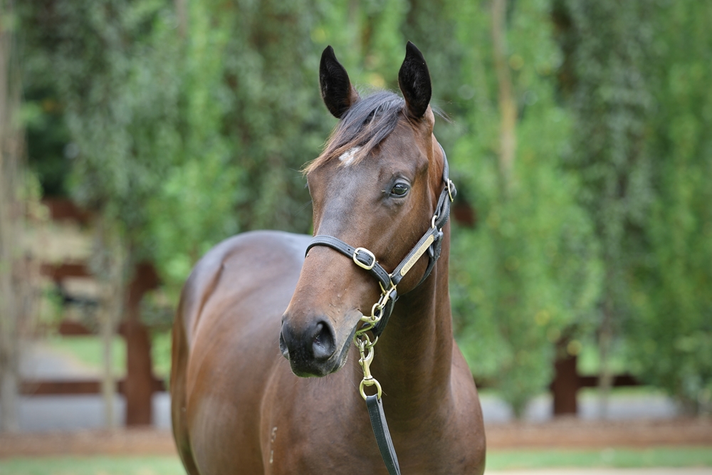 Blue Point (IRE) / Sistonic (AUS) 2024 Colt - Image 2