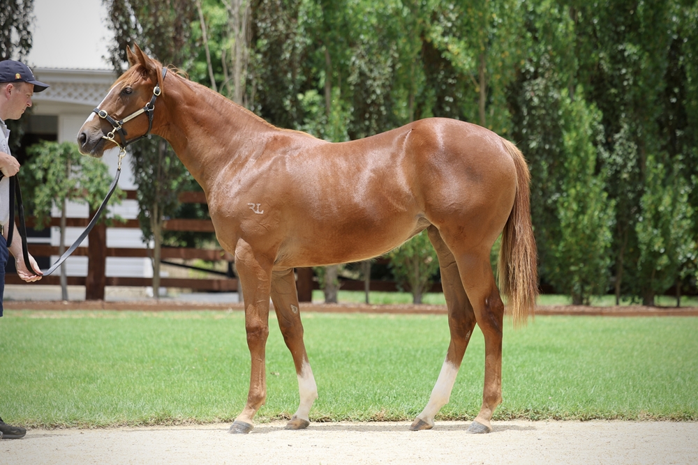Written Tycoon (AUS) / Snitzel's Goddess (AUS) 2024 Filly - Image 1