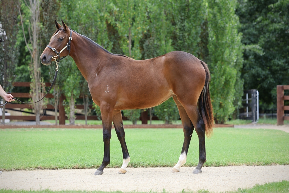 Wild Ruler (AUS) / War Baby (AUS) 2024 Filly - Image 1