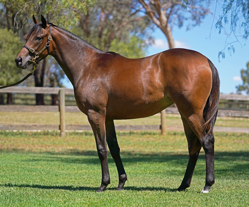 Too Darn Hot (GB) / Superego (AUS) 2024 Filly - Image 1