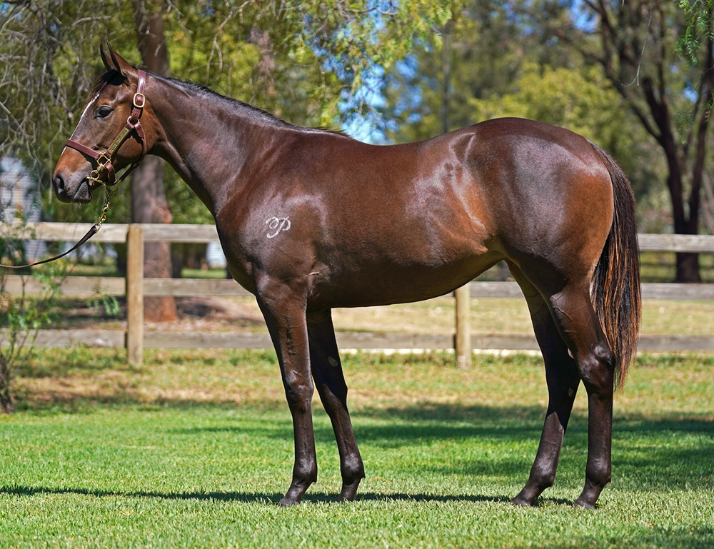 Hitotsu (AUS) / Miss Valor (AUS) 2024 Filly - Image 1