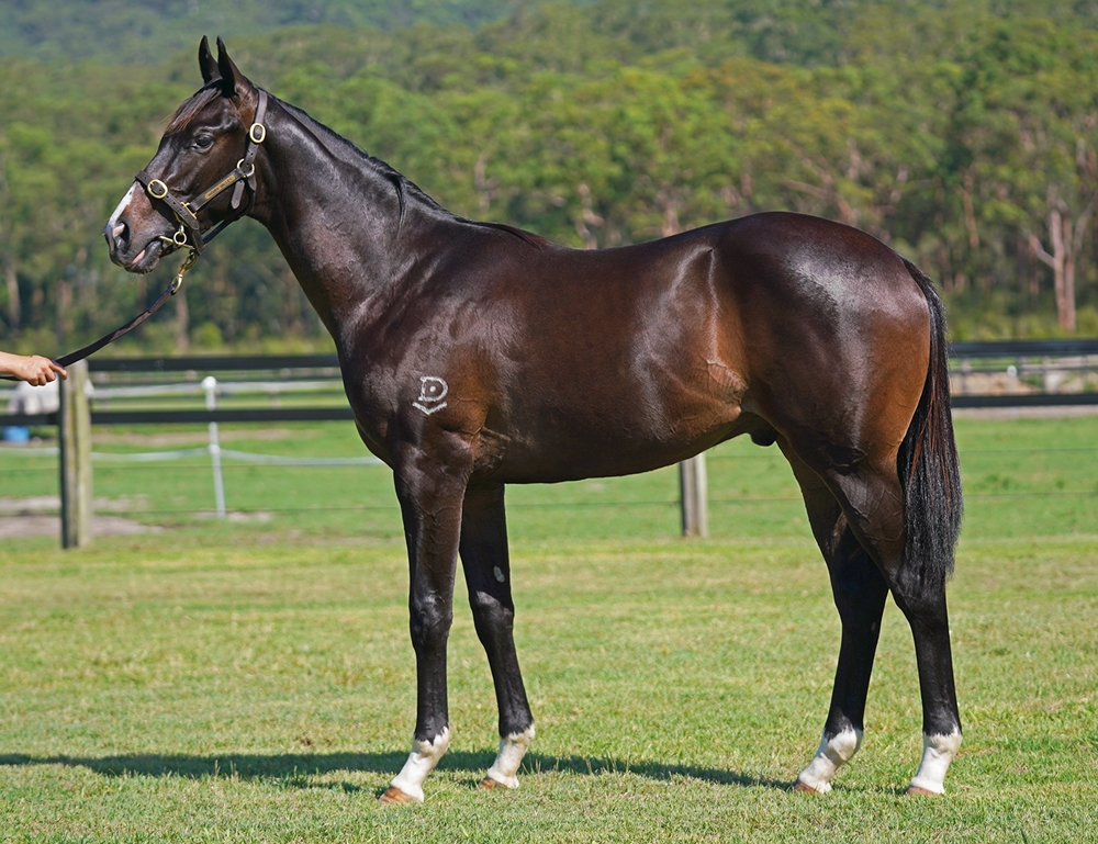 Pinatubo (IRE) / Darook Park (AUS) 2024 Colt - Image 1