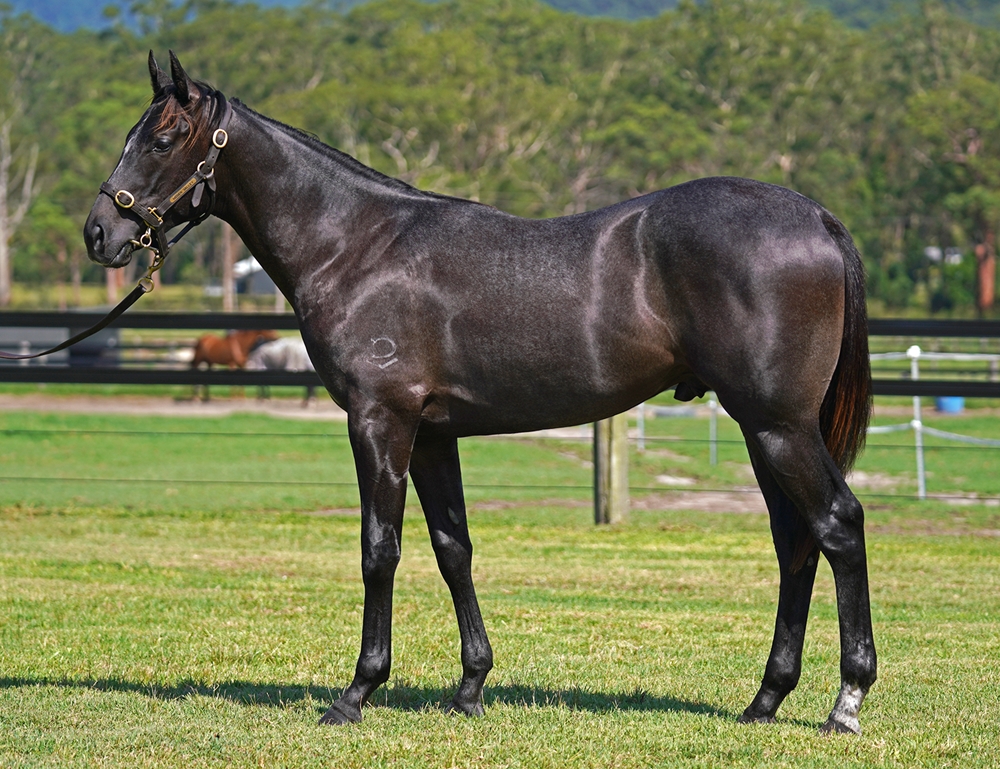 Shamus Award (AUS) / My Option (USA) 2024 Colt - Image 1