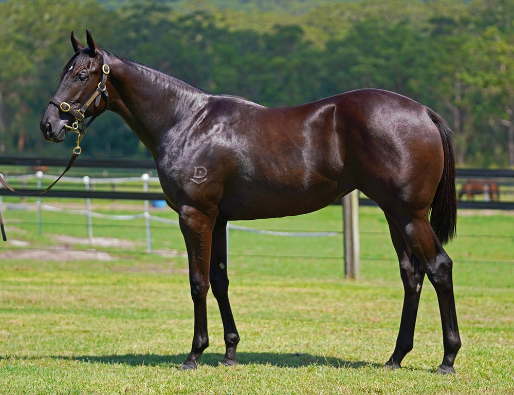 Written By (AUS) / Riapinka (AUS) 2024 Filly - Image 1
