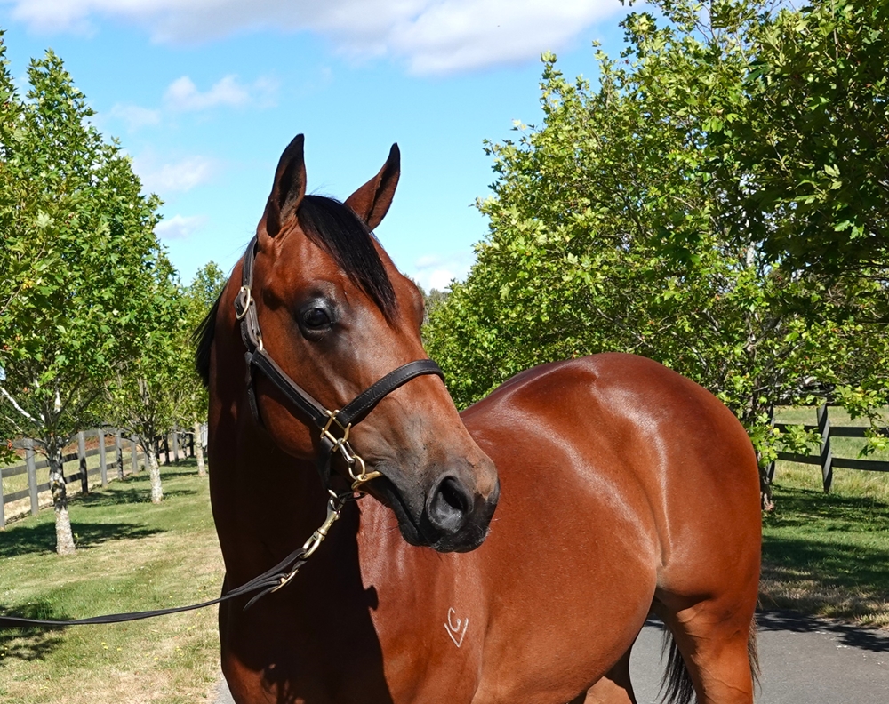 Home Affairs (AUS) / My Poppette (AUS) 2024 Colt - Image 1