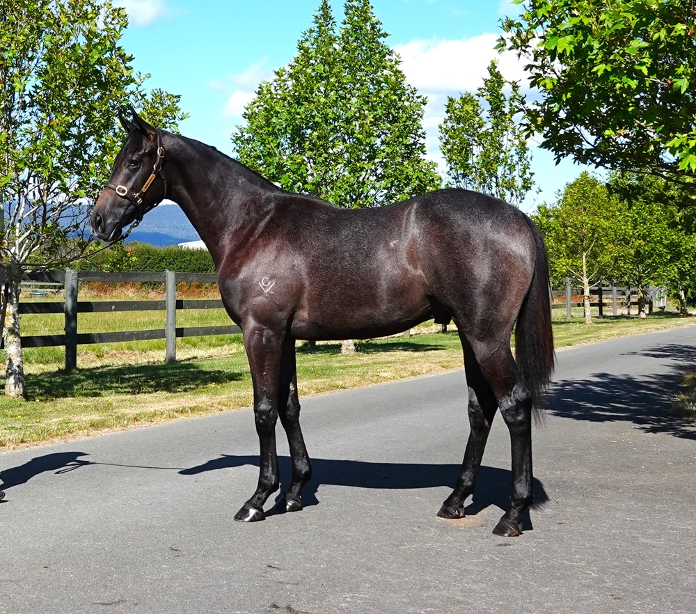 Exceed and Excel (AUS) / I Spy (AUS) 2024 Colt - Image 1