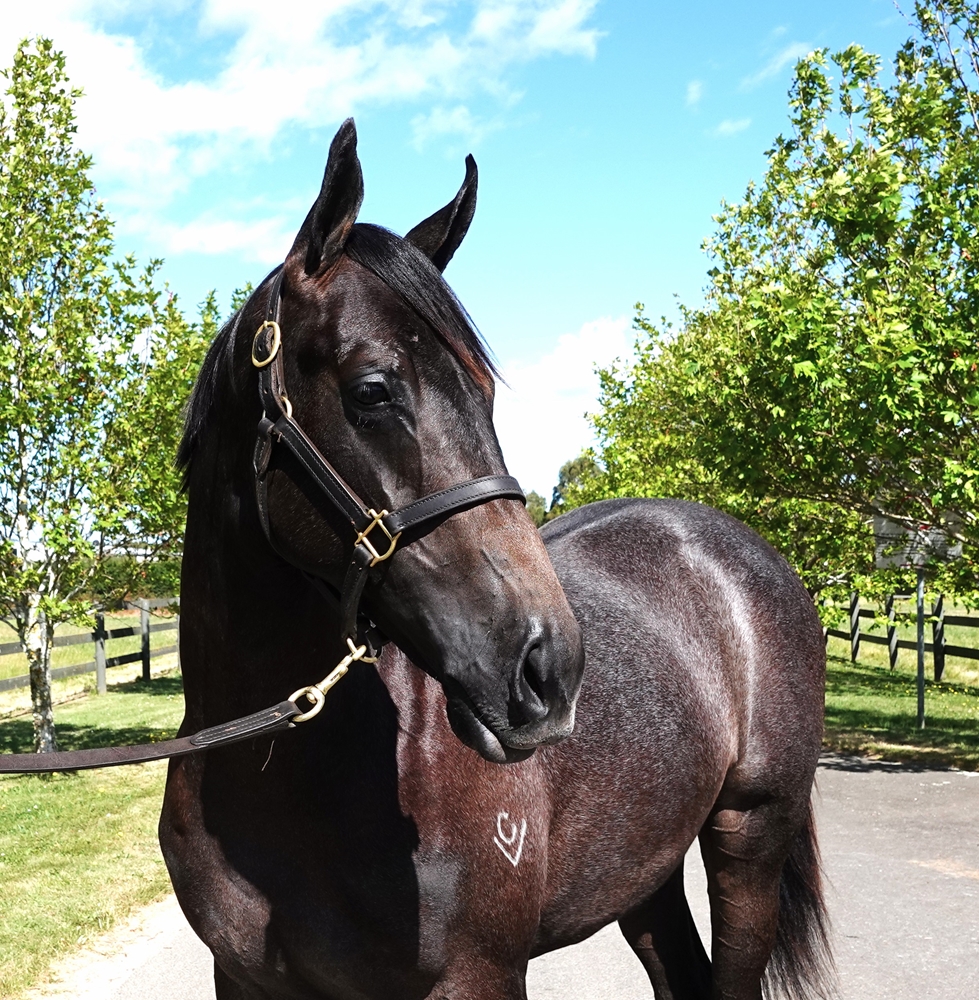 Exceed and Excel (AUS) / I Spy (AUS) 2024 Colt - Image 2