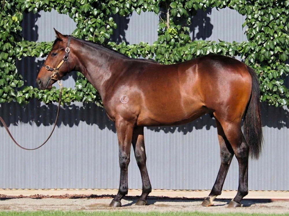 Capitalist (AUS) / Air to Air (AUS) 2024 Colt - Image 1