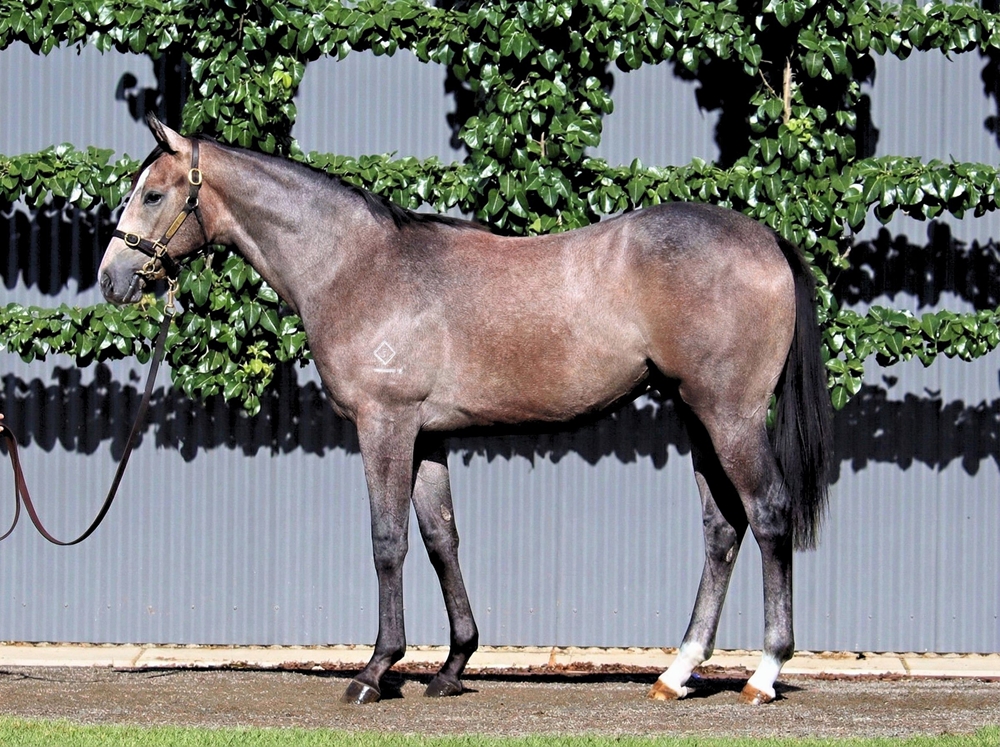 Best of Bordeaux (AUS) / Astara (NZ) 2024 Colt - Image 1