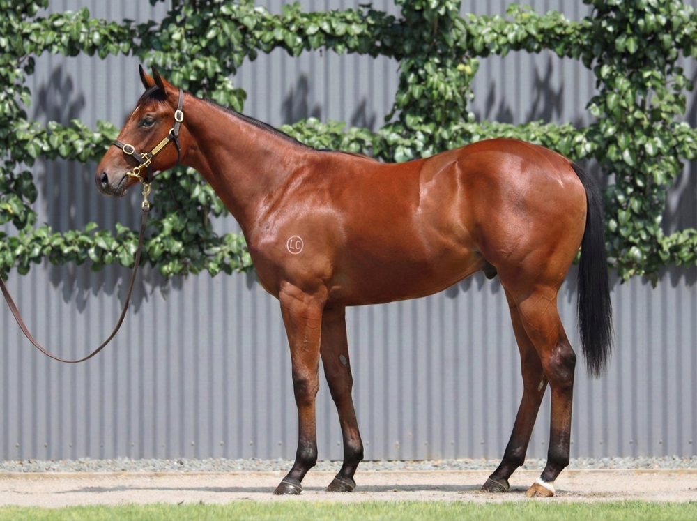 Jacquinot (AUS) / Asteria (AUS) 2024 Colt - Image 1