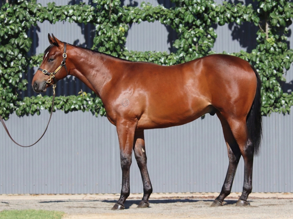Snitzel (AUS) / California Gallant (AUS) 2024 Colt - Image 1