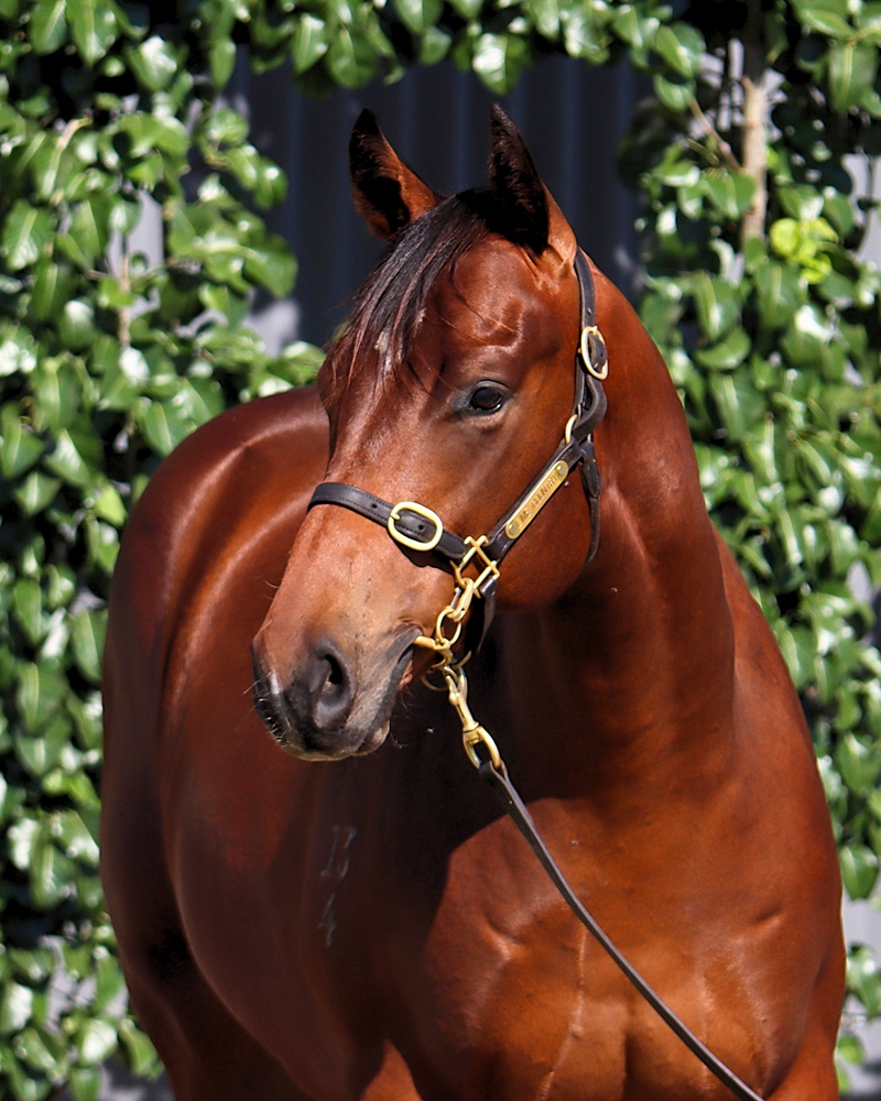 Snitzel (AUS) / California Gallant (AUS) 2024 Colt - Image 2