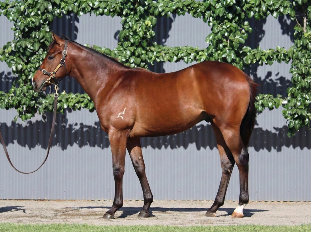 Anamoe (AUS) / Chassis (AUS) 2024 Colt - Image 1