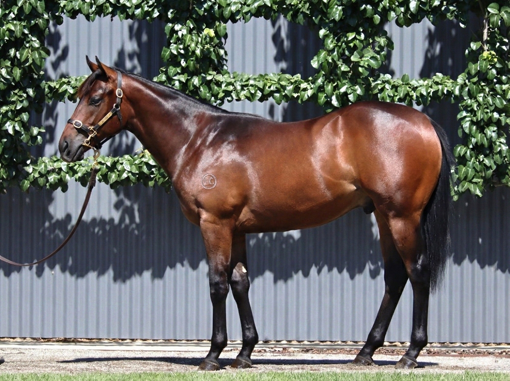 Stay Inside (AUS) / Covalent (AUS) 2024 Colt - Image 1